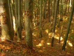 2013-07-20_Regina-F-Rau_Kochel-Rabenkopf (278).JPG
